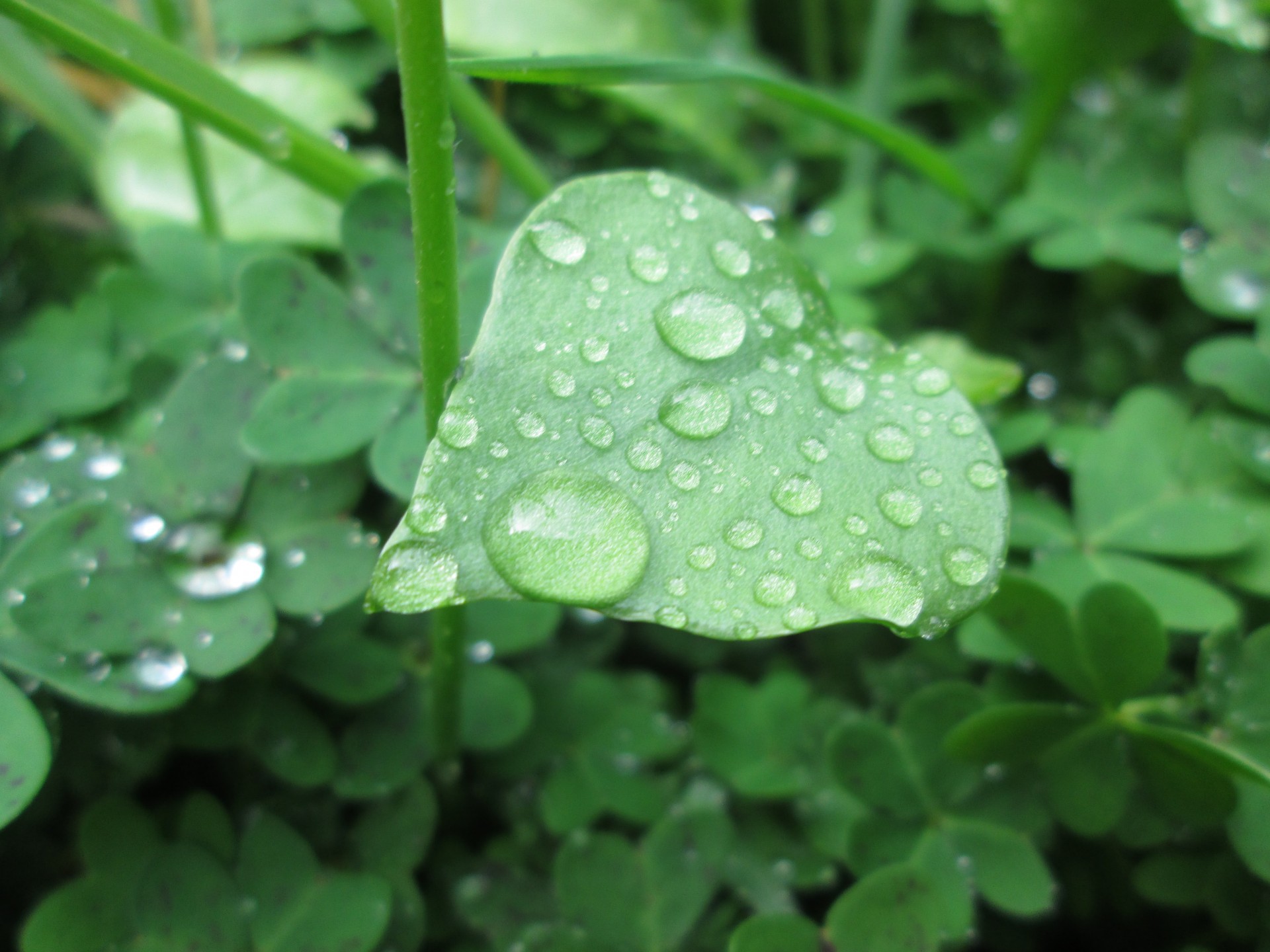 green leaf water free photo