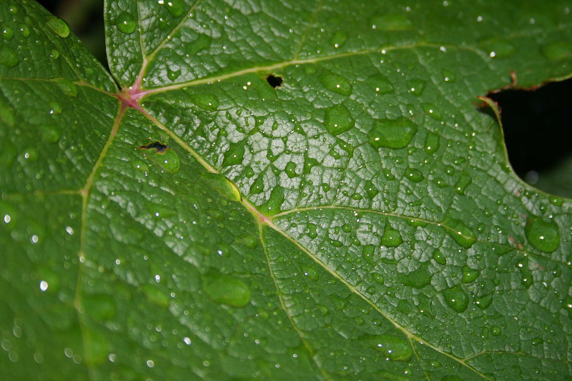 leaf vine droplets free photo