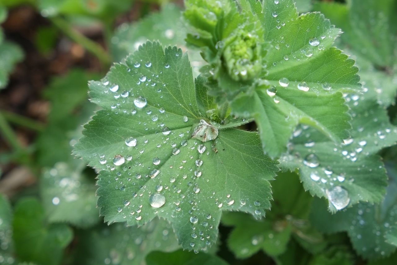 leaf with rain drops plant flower free photo