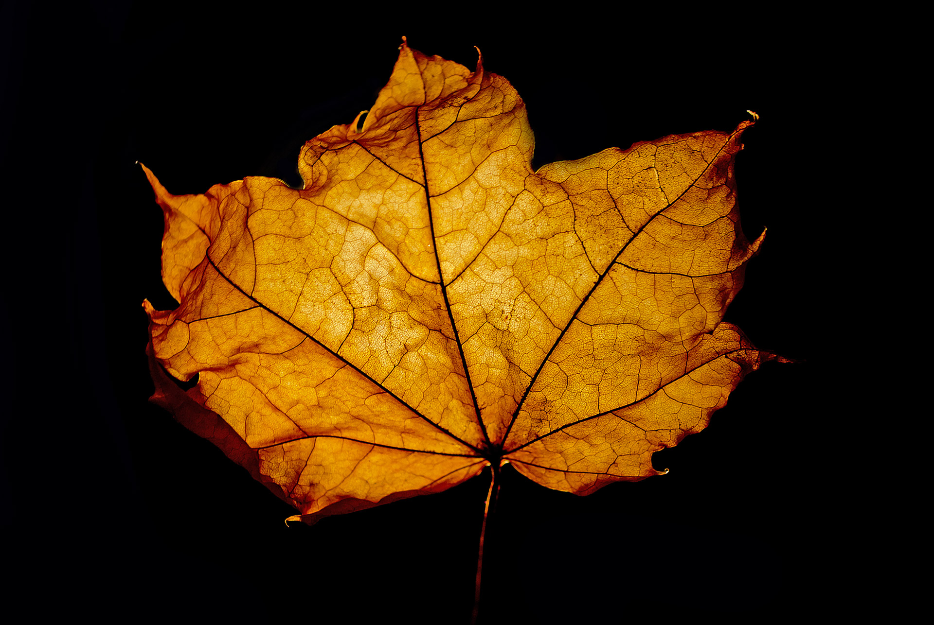 leaf leaves macro free photo