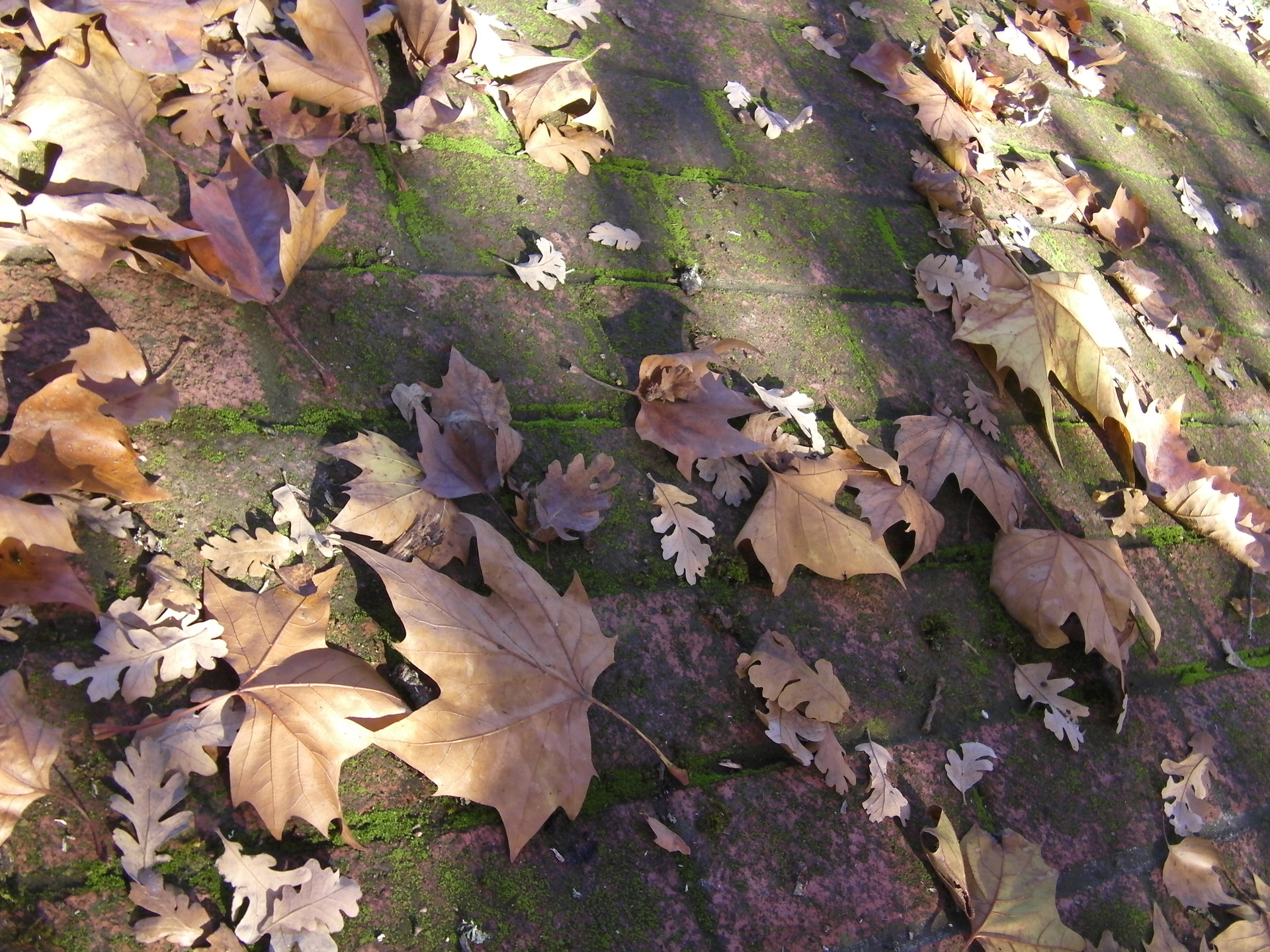 leaves stone walk free photo