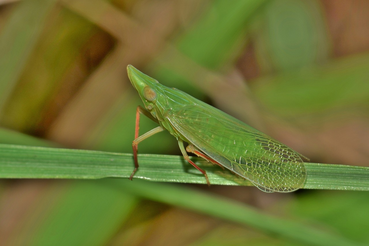 leafhopper planthopper insect free photo