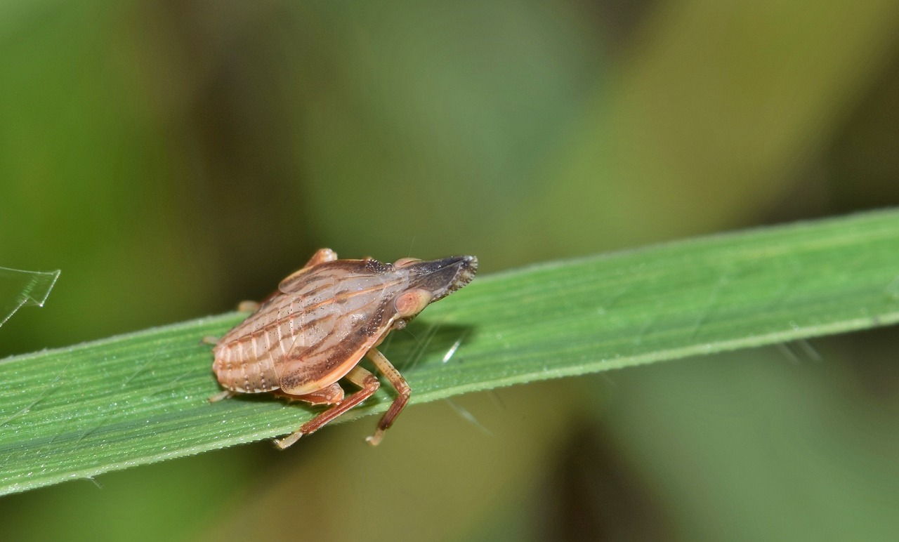 leafhopper planthopper nymph free photo