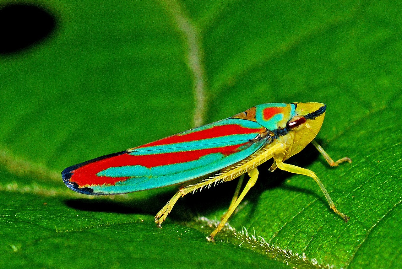 leafhopper insect macro free photo