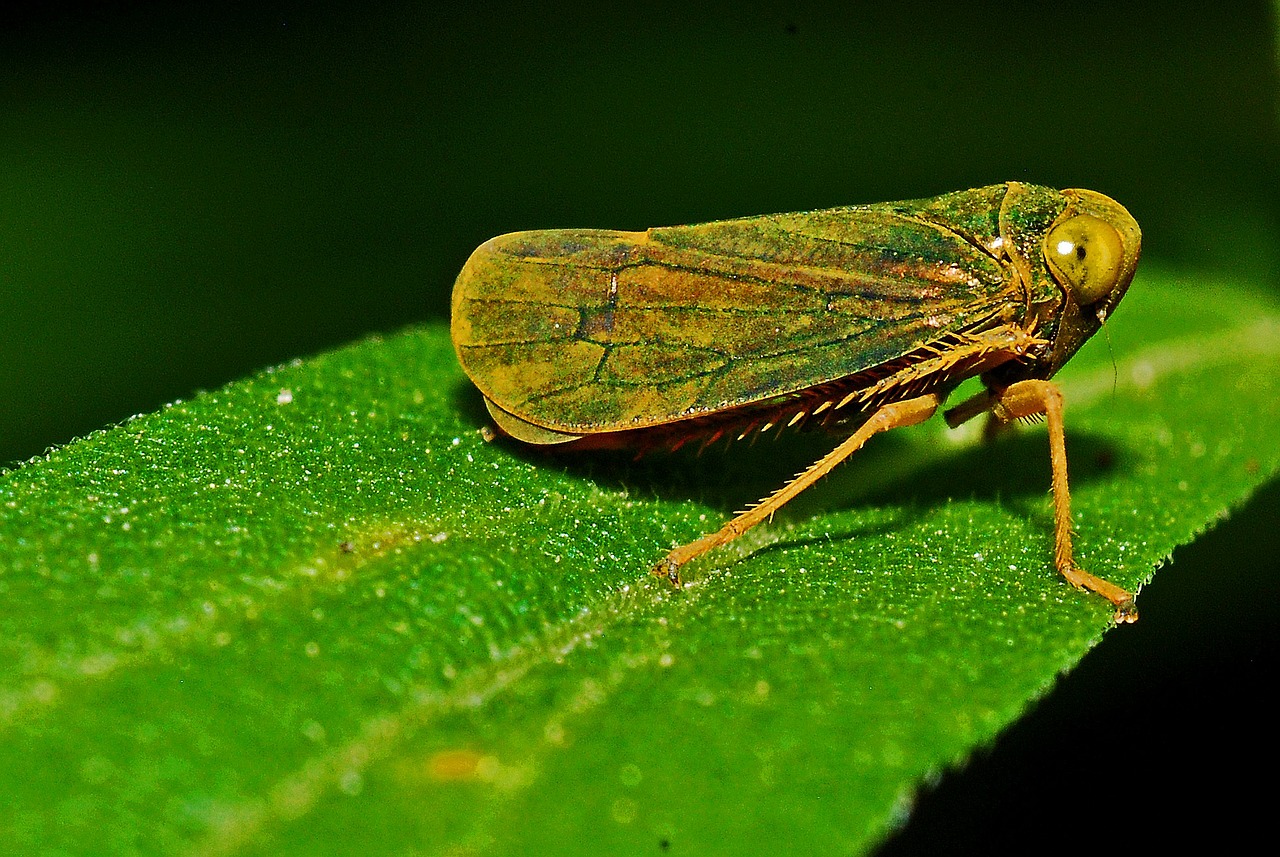 leafhopper macro insect free photo