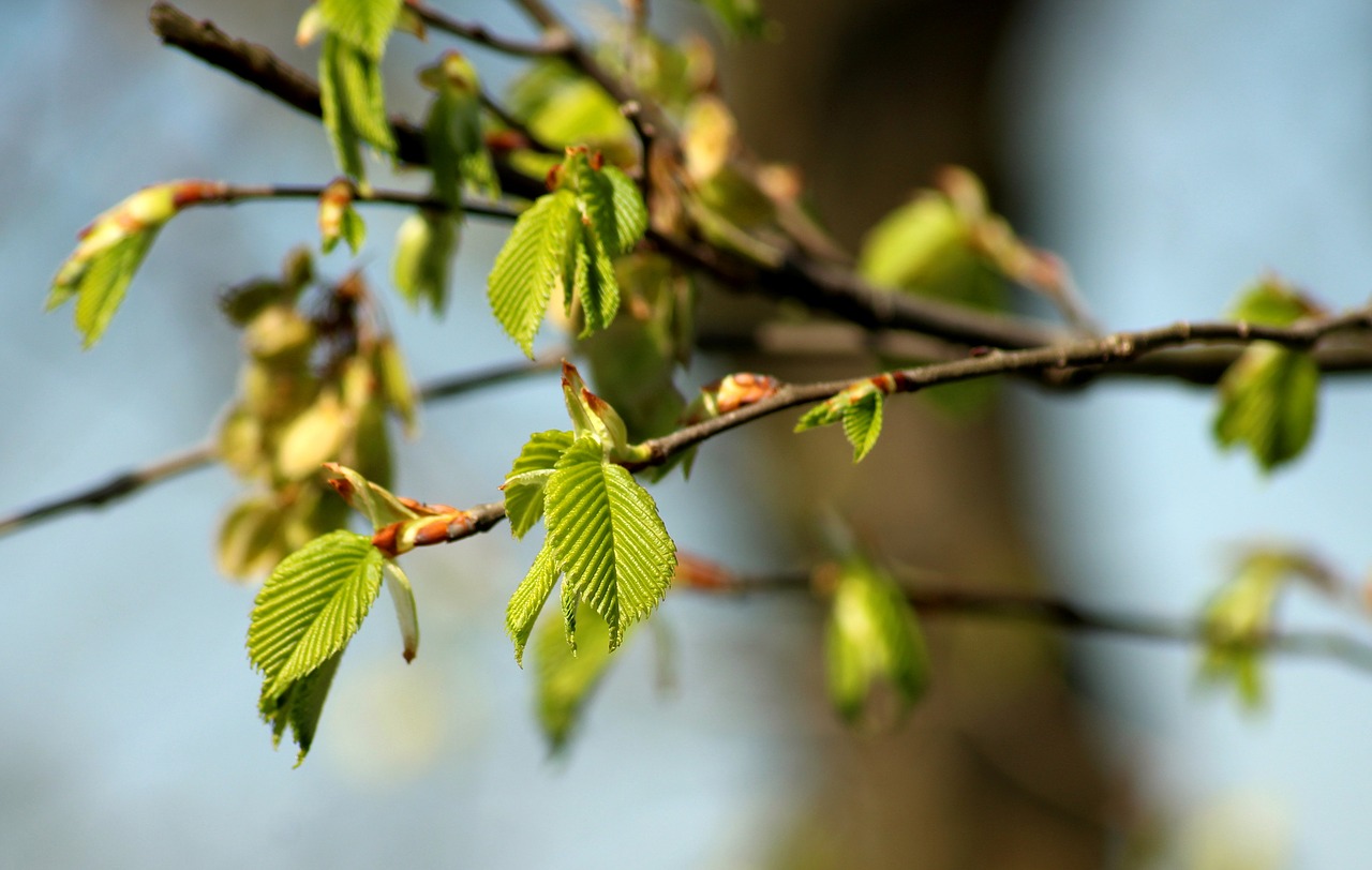 leaflet  green leaves  young free photo