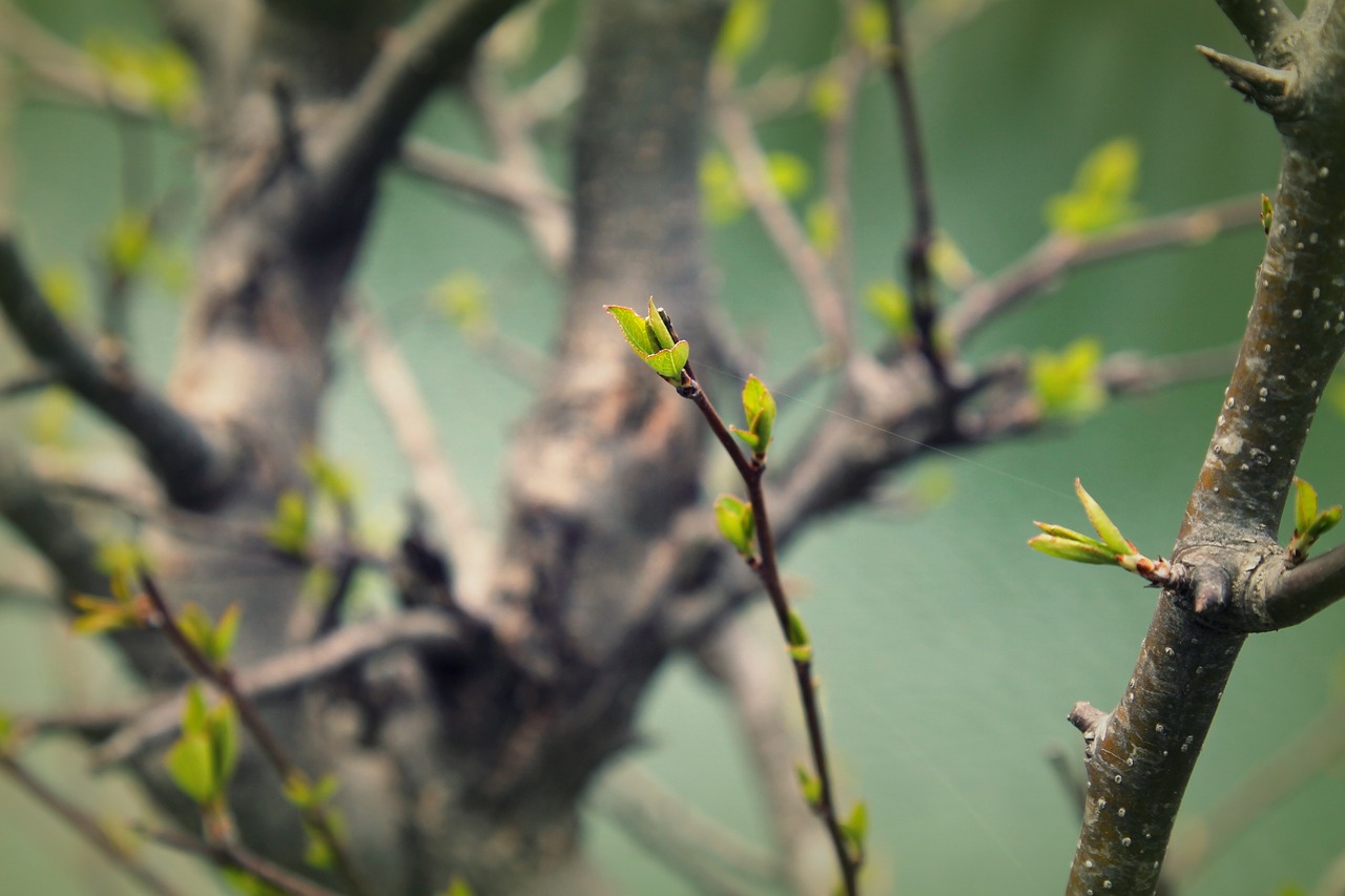 leafs green nature free photo