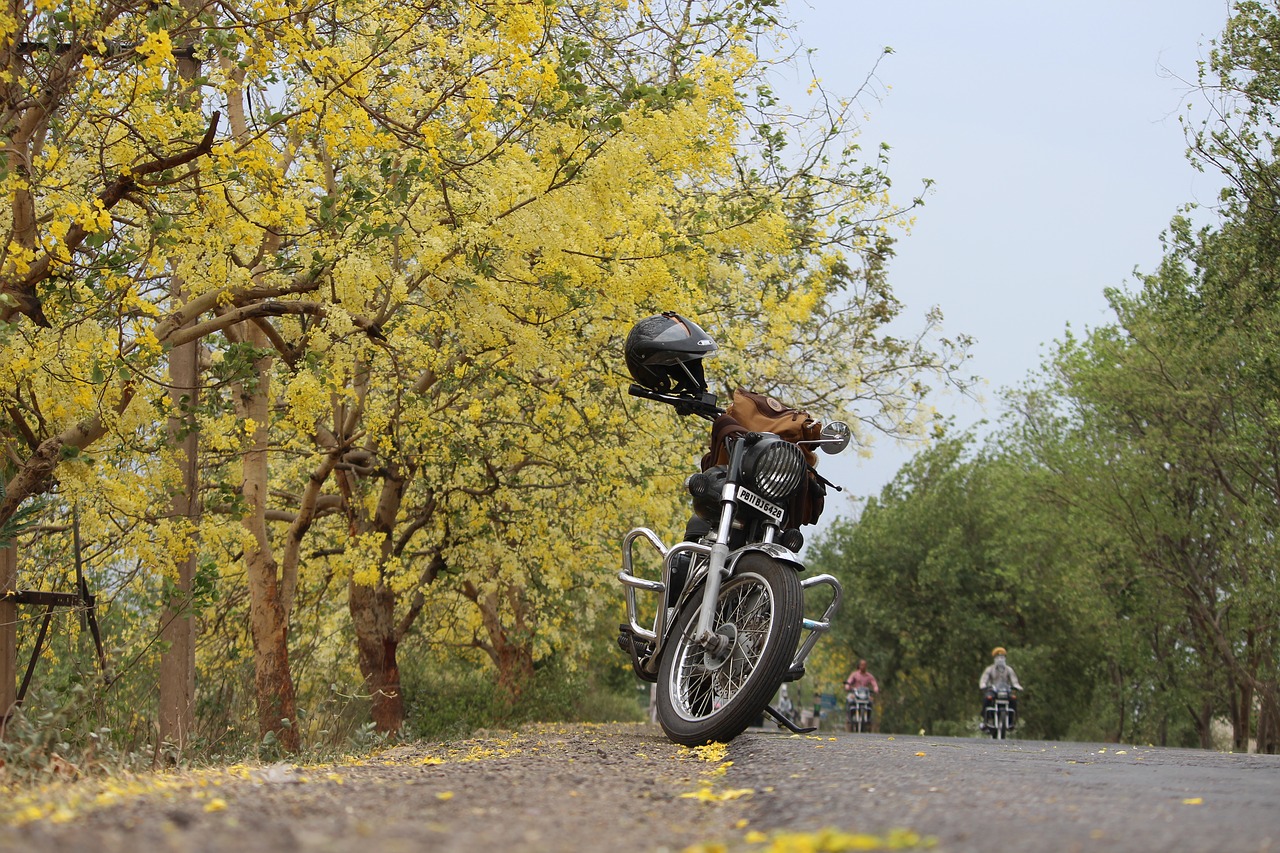 leafs flowers patiala free photo