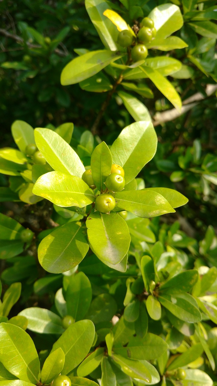 leafs fruits green free photo