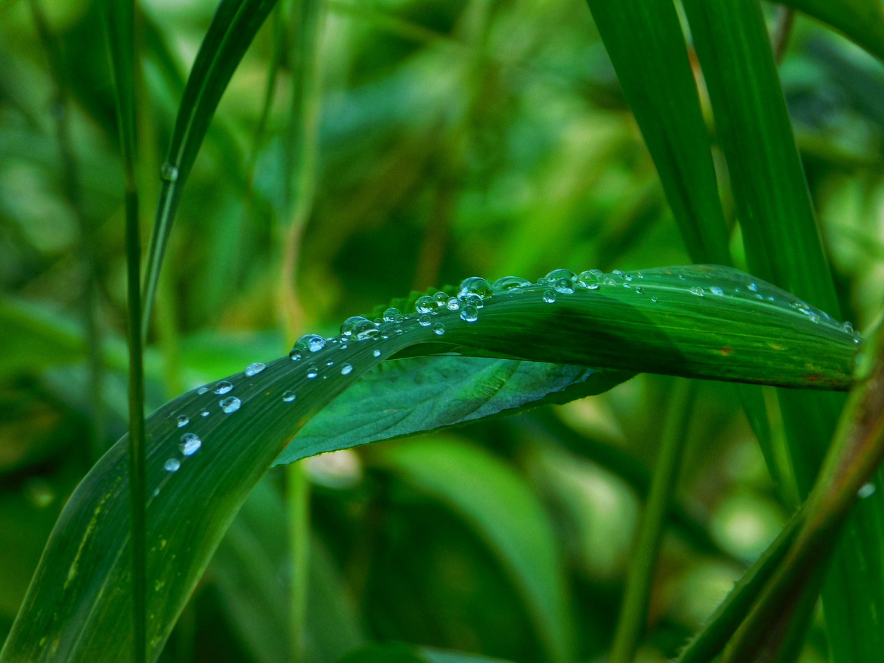 leafs water drops free photo