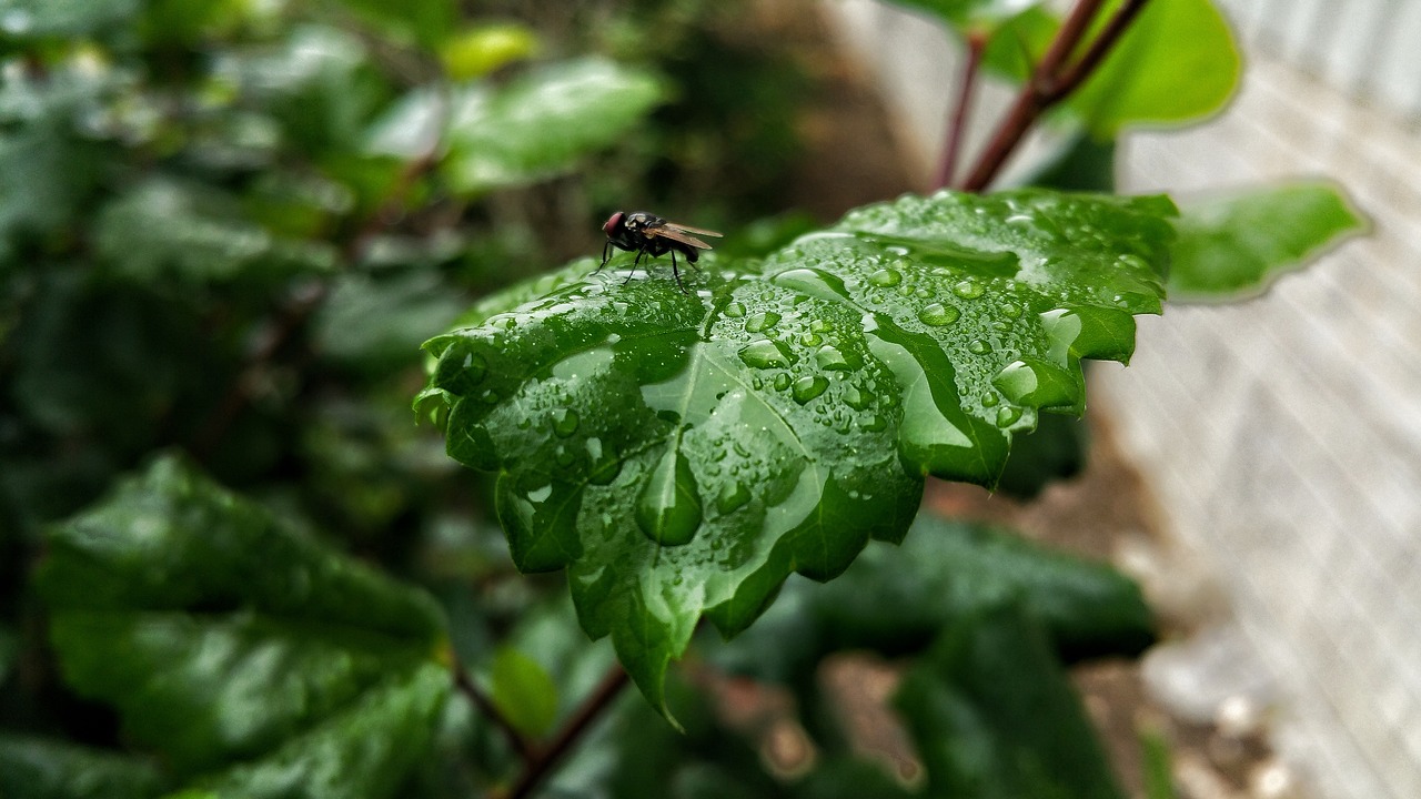 leafs fly insect free photo