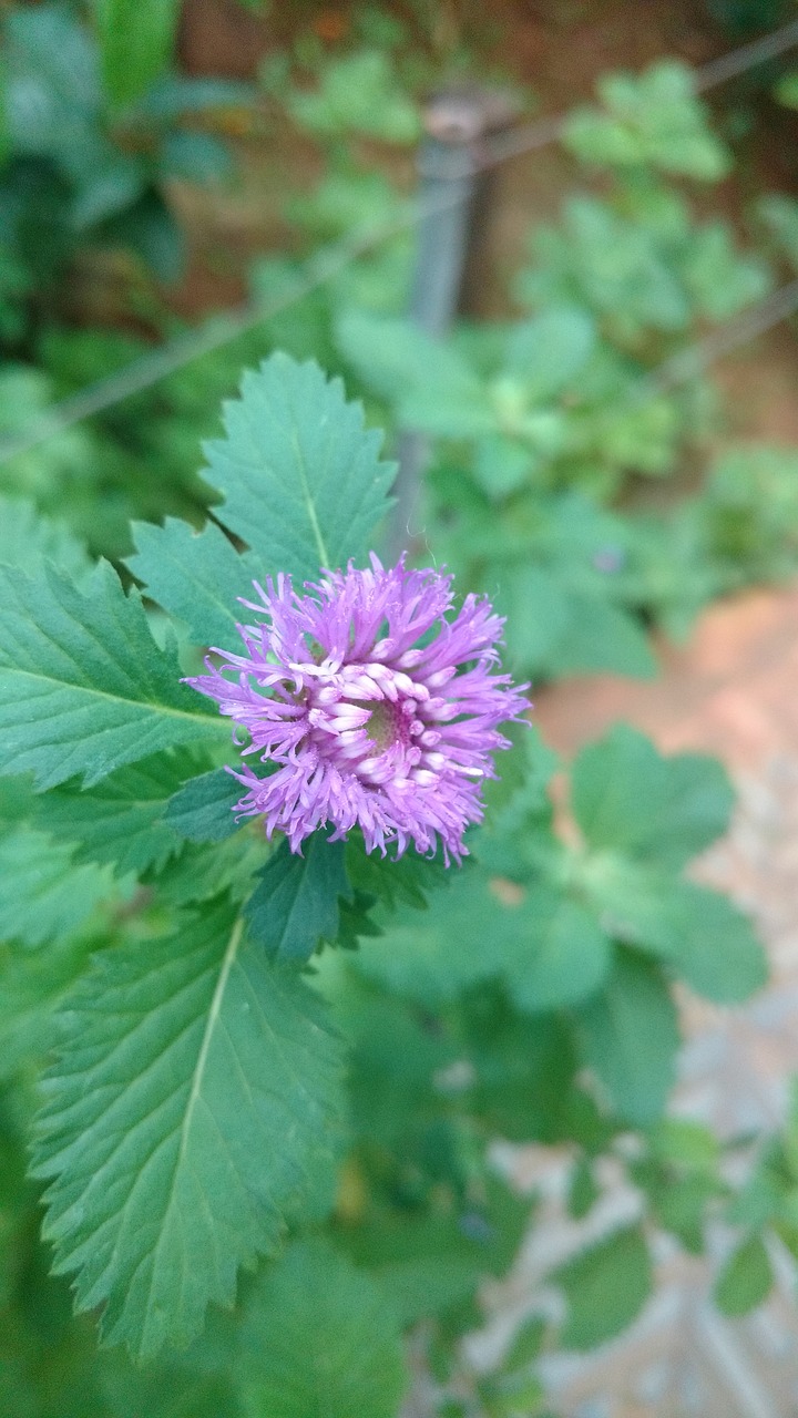 leafs flower plants free photo