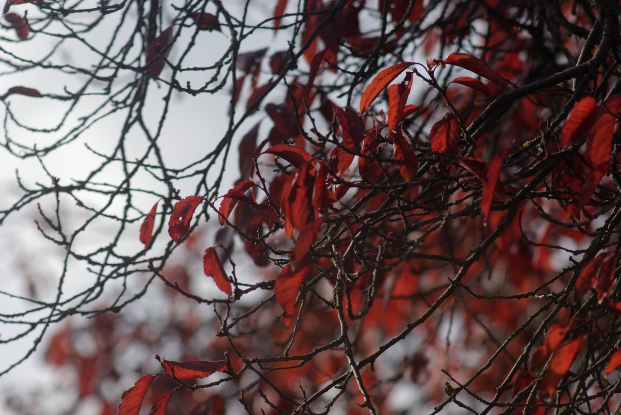 leafs  autumn  red free photo