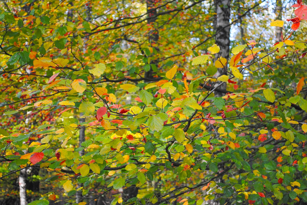 leafs  colorful  beech free photo