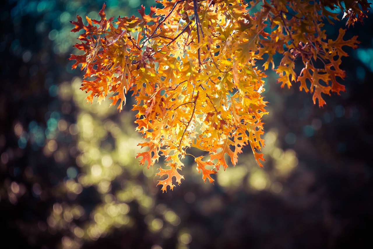 leaf's  autumn  fall free photo