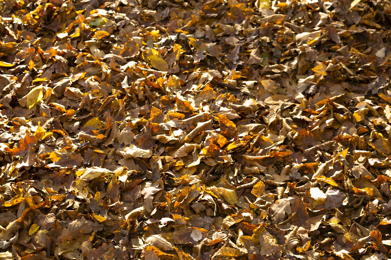 leafs autumn croatia free photo