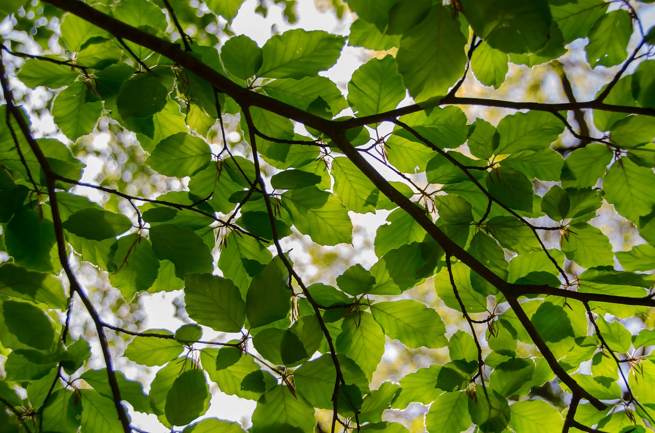 leafs spring green free photo