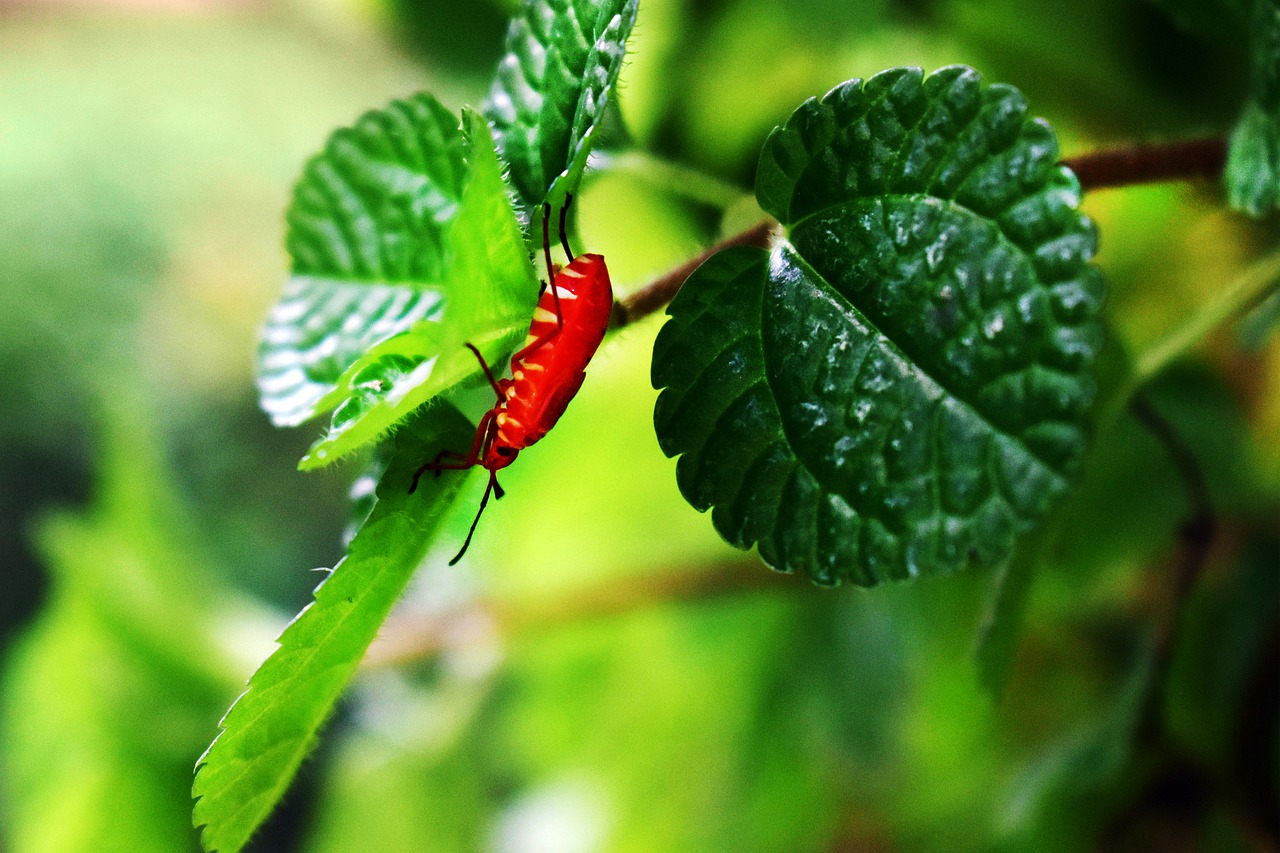 leafy bug  red insect  tree branch free photo