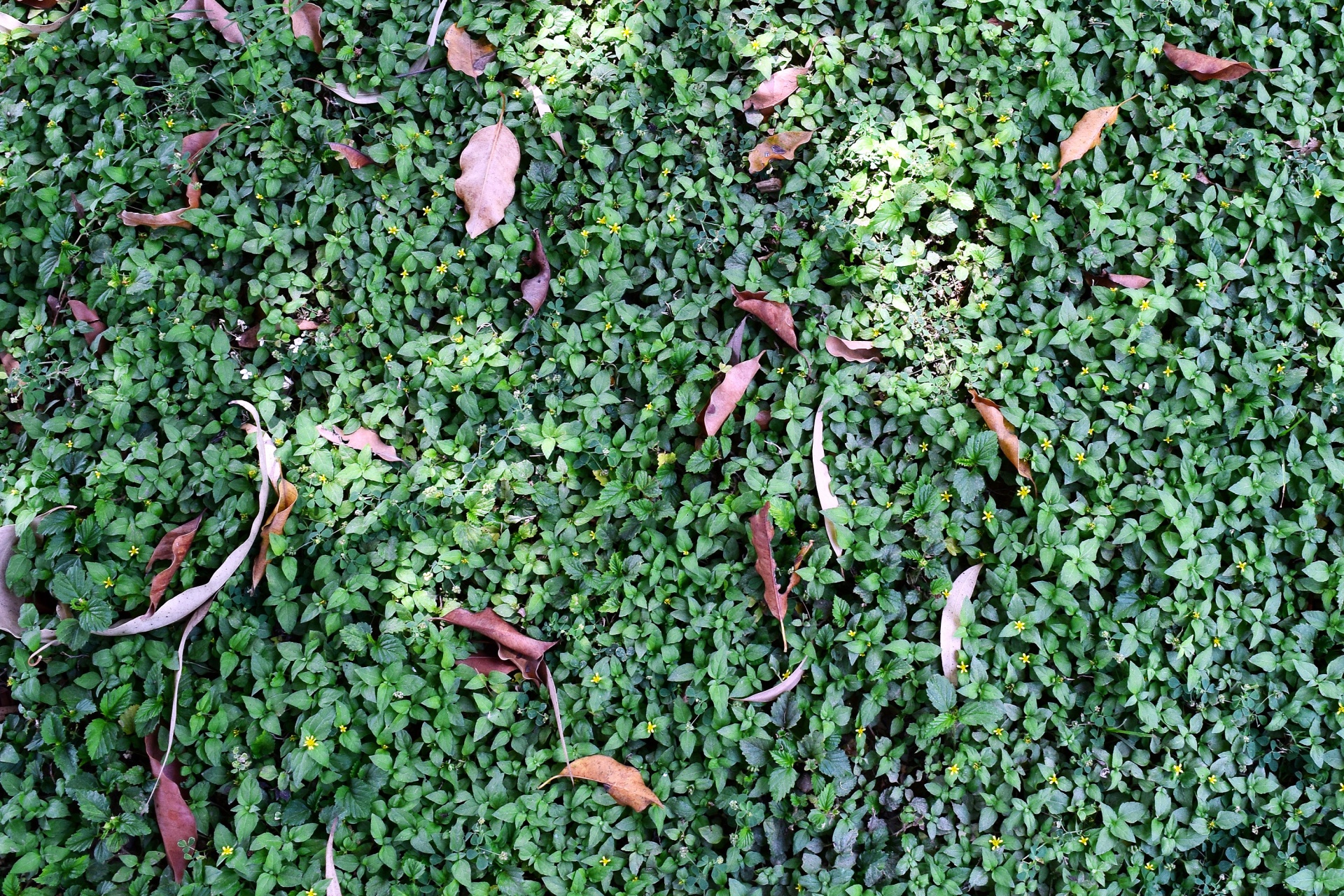 ground cover leaves free photo