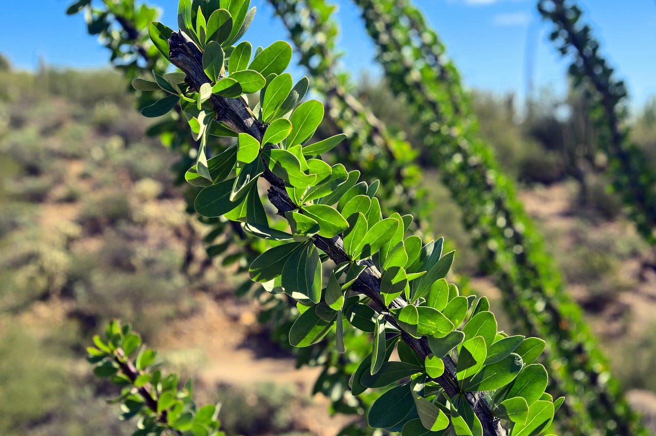 leafy phase ocotillo  desert  arizona-sonora desert museum free photo