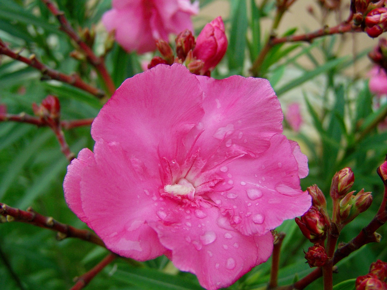 leander  raindrops and flowers  pink free photo