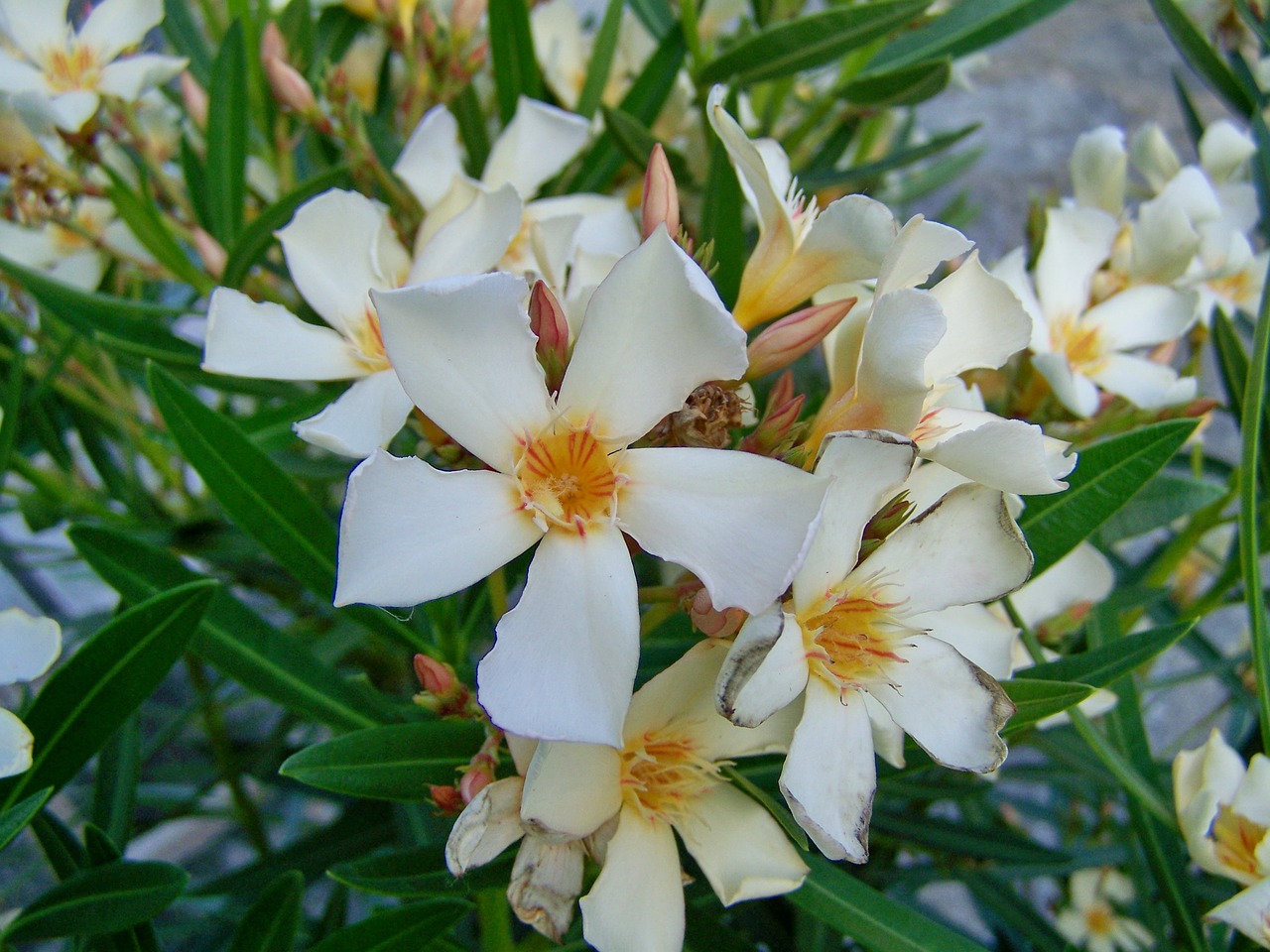 leander  white-flowered  mediterranean plants free photo