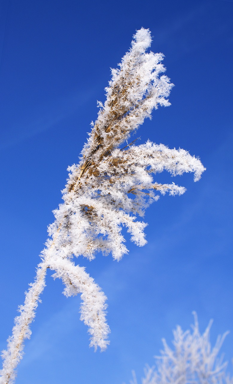 leann blade of grass winter free photo