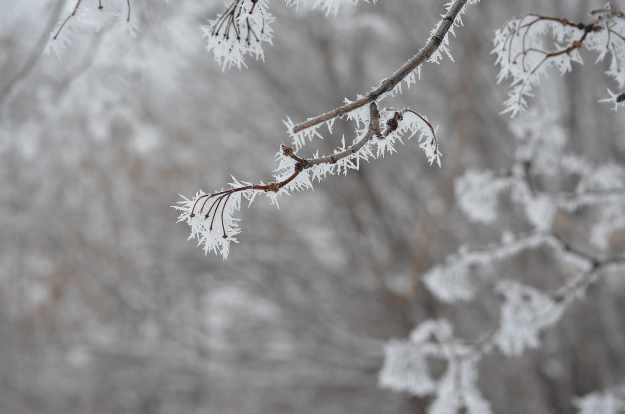 leann landscape winter free photo