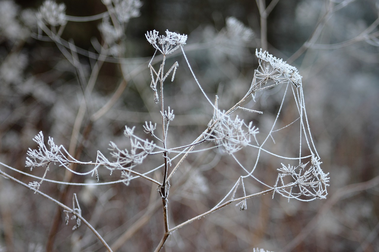 leann winter frost free photo