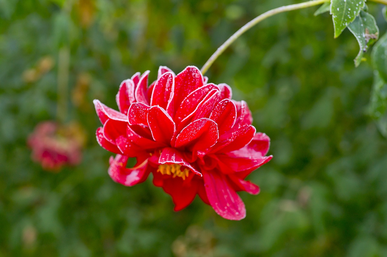 leann flower dahlia free photo