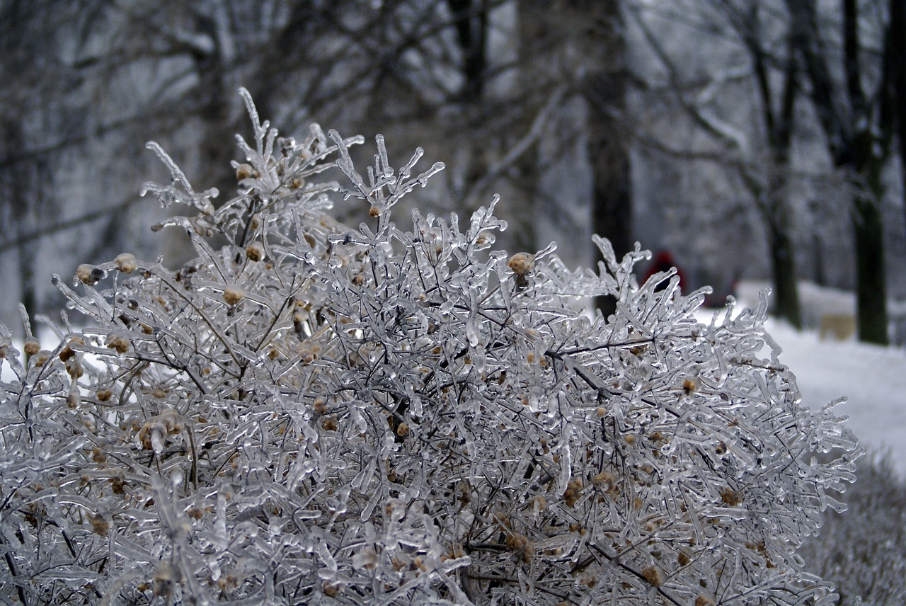 leann winter tree free photo