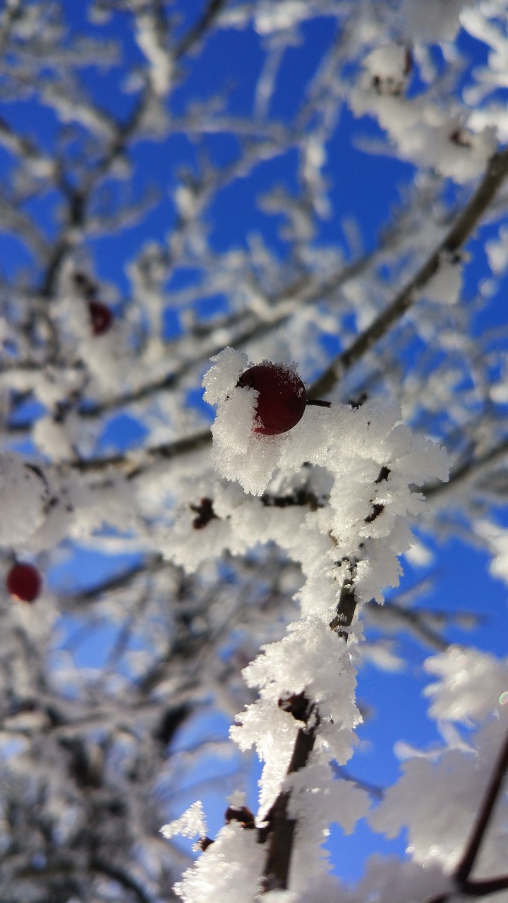 leann  winter  tree free photo