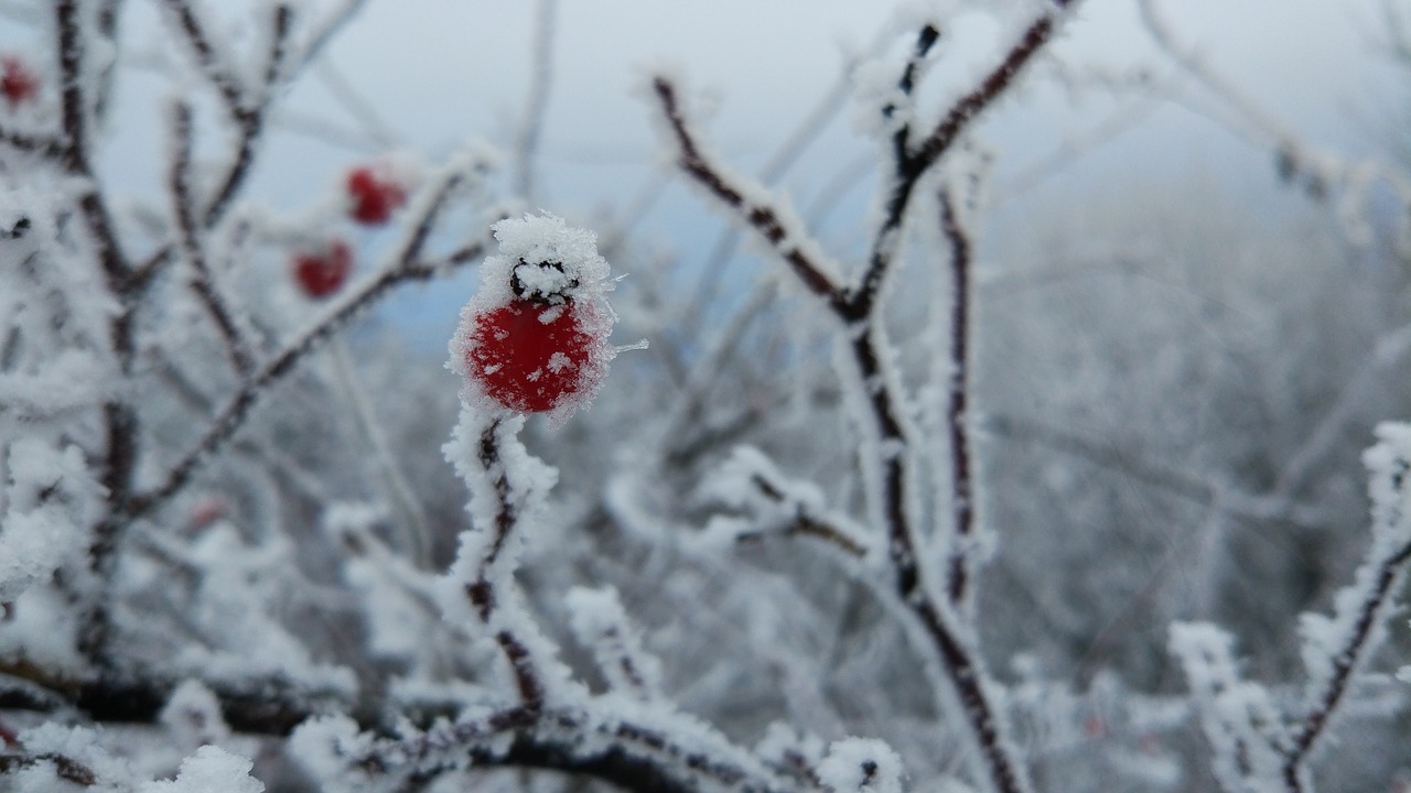 leann  winter  snow free photo