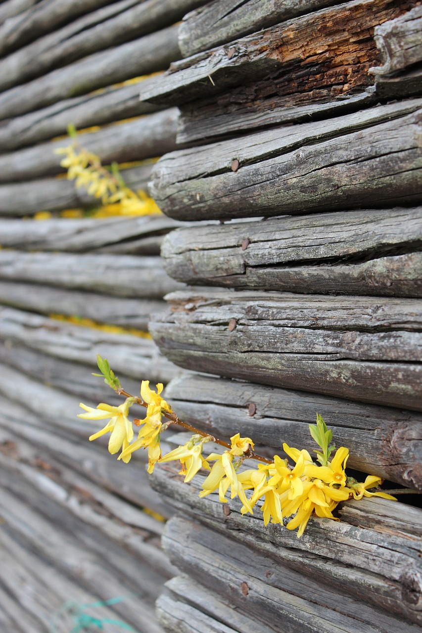 leap  flowers  fence free photo