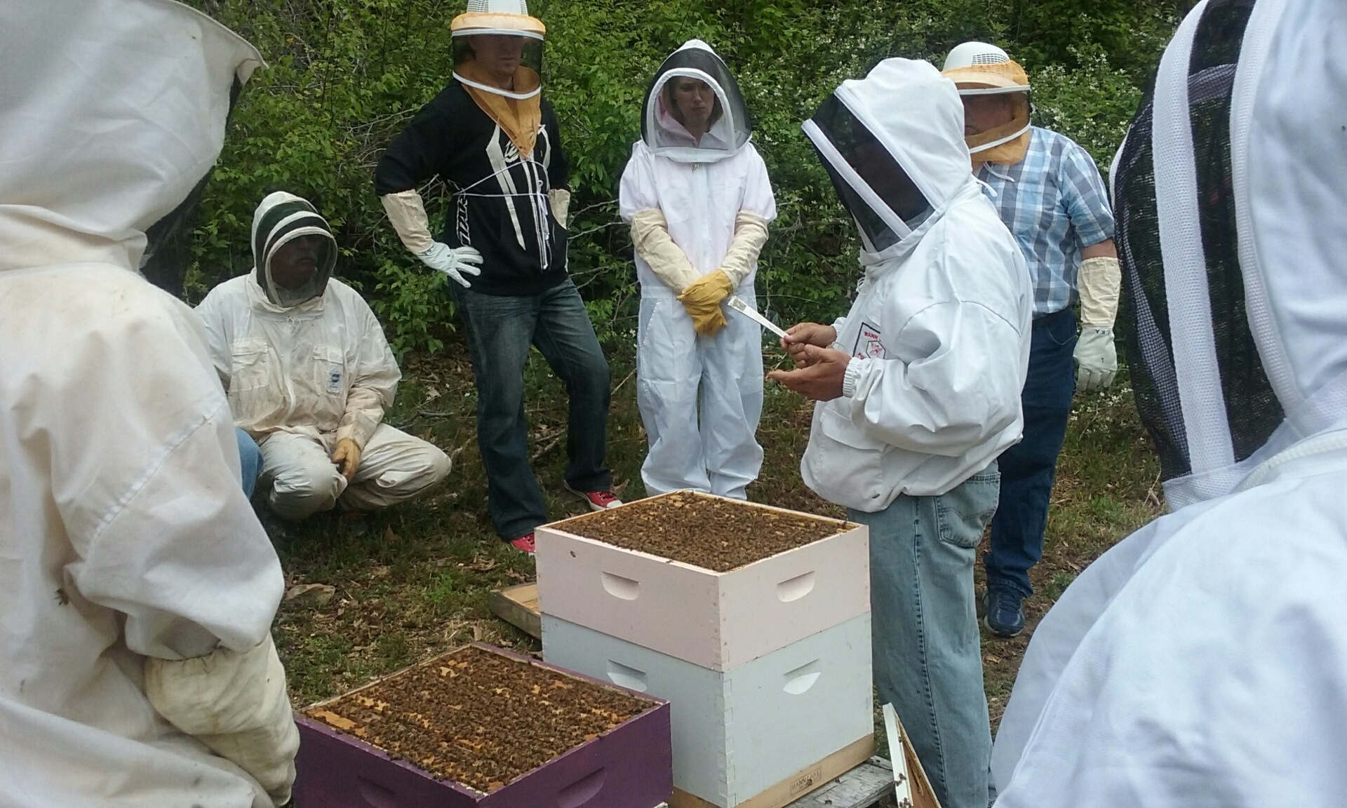 bees honey beekeeping free photo