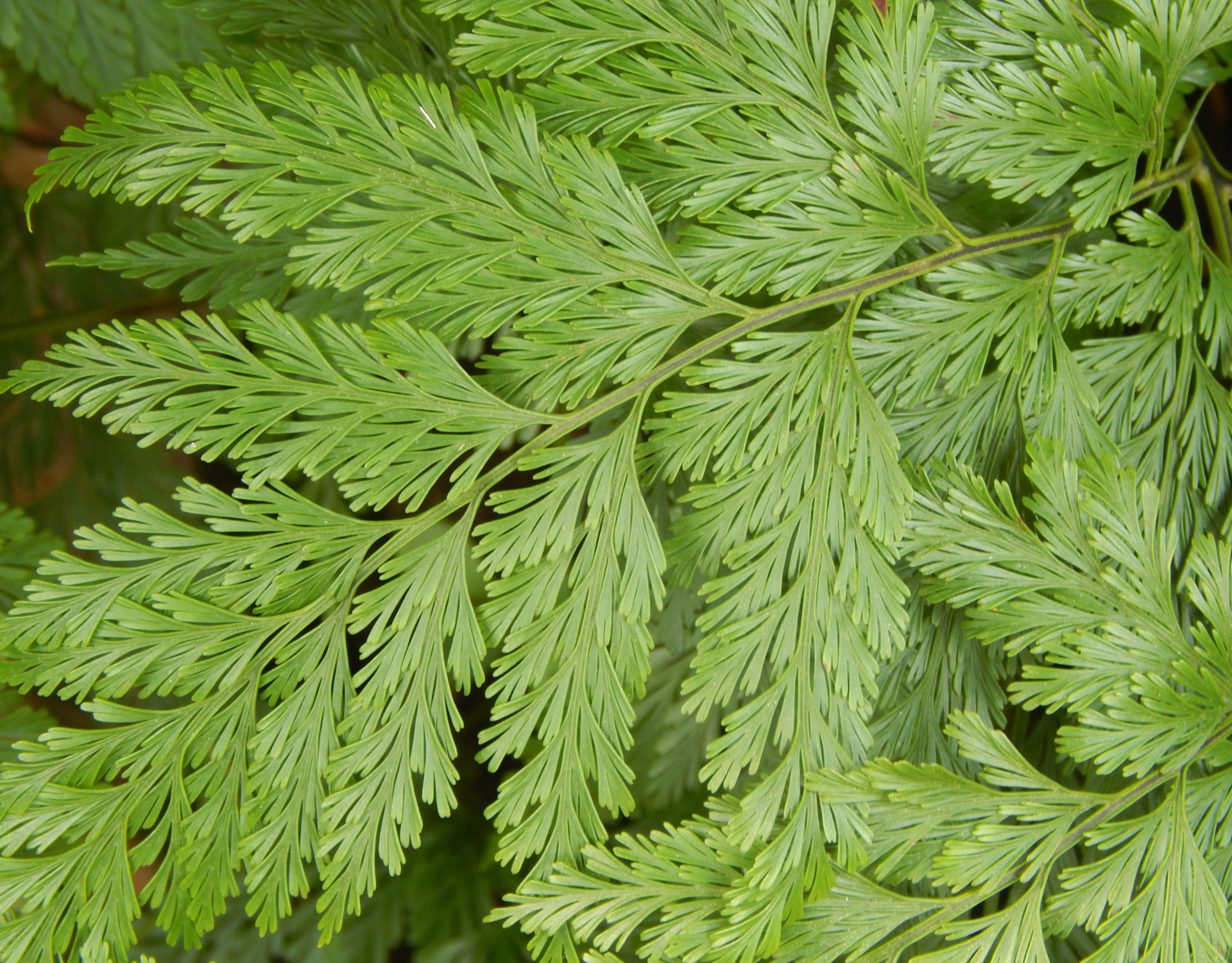 leatherleaf fern leaf free photo