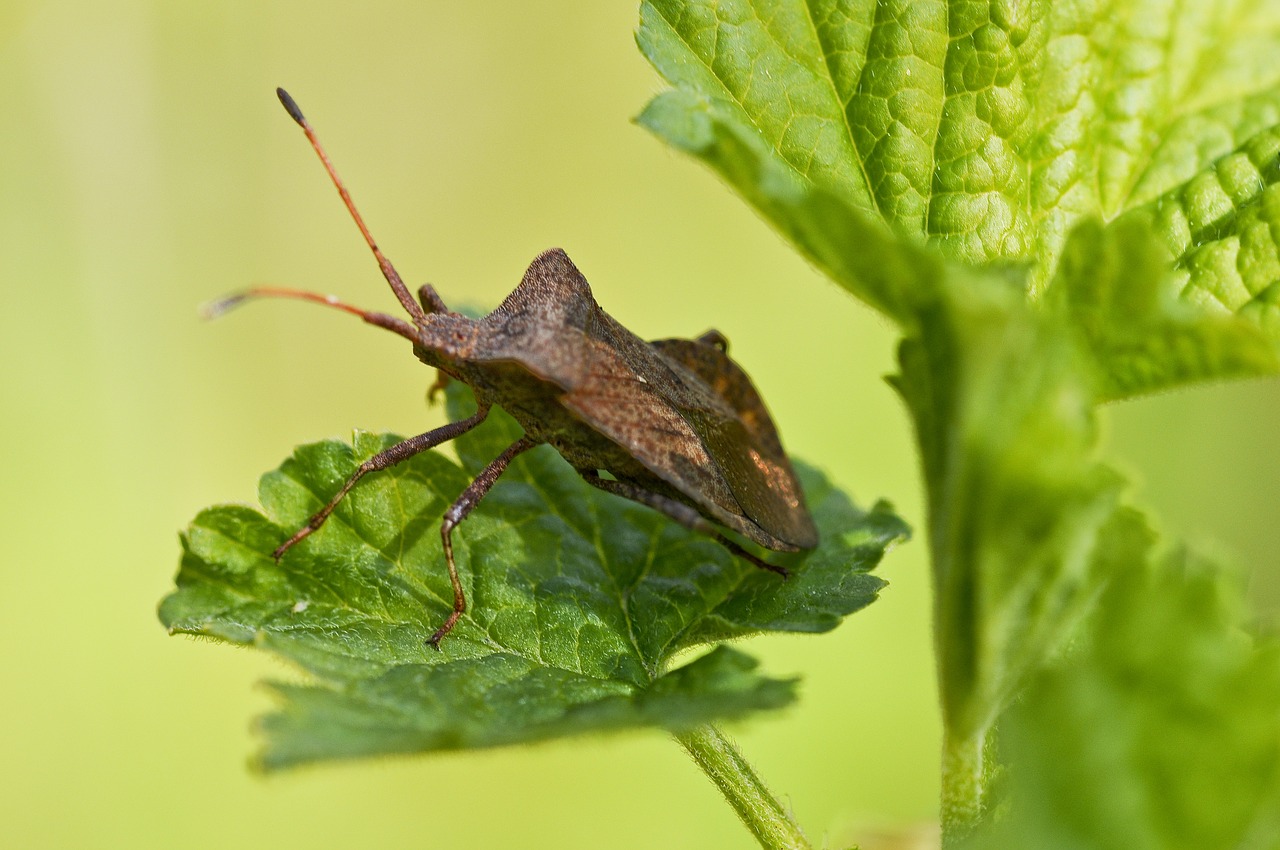 leather bug plant close free photo