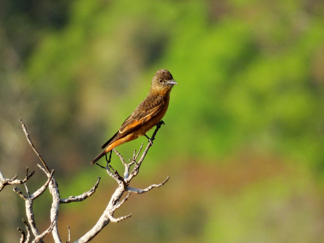 leather gibbon birds of brazil birds free photo