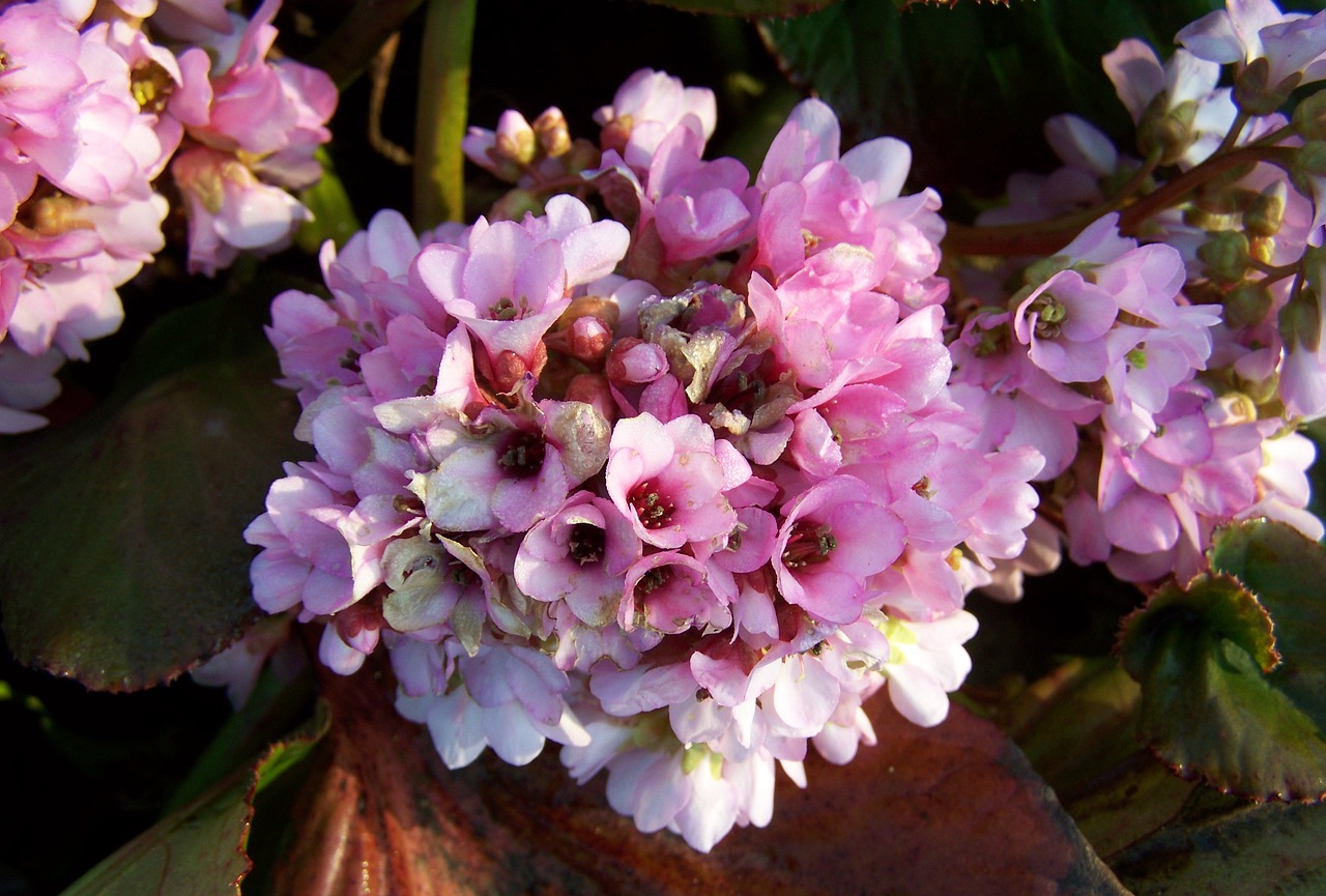 leather leaf flower  spring flower  pink flower free photo