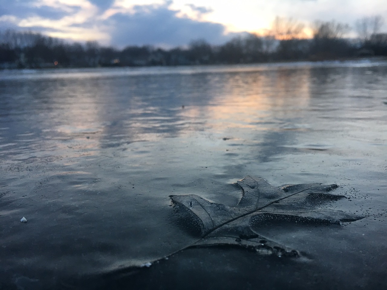 leave frozen lake free photo