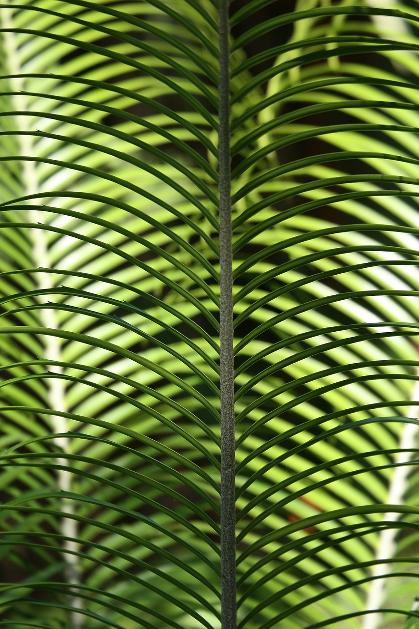 leaf palm tropical palm free photo