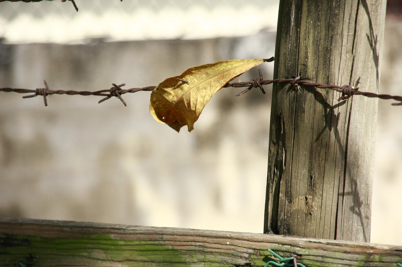 leave barbwire border free photo