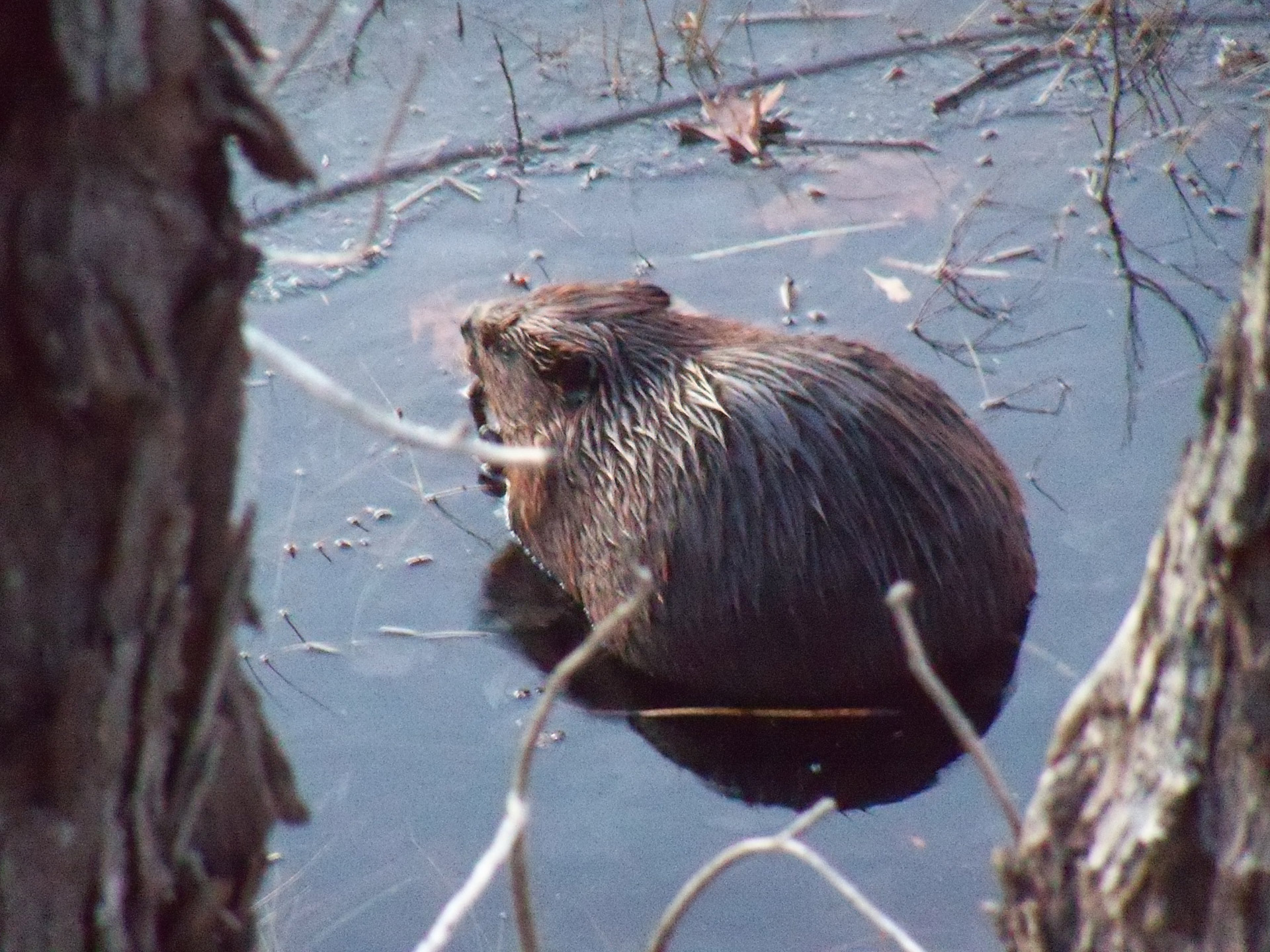 beaver beavers animal free photo