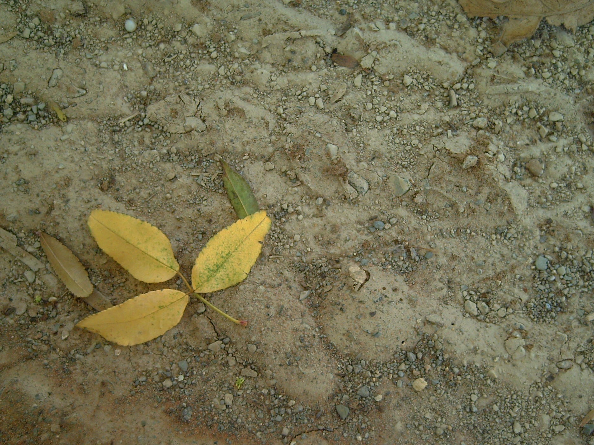 leave ground dry mud free photo