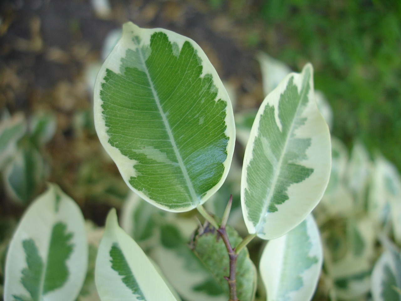 leaves garden green free photo