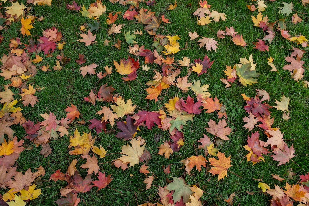 leaves autumn color variety free photo