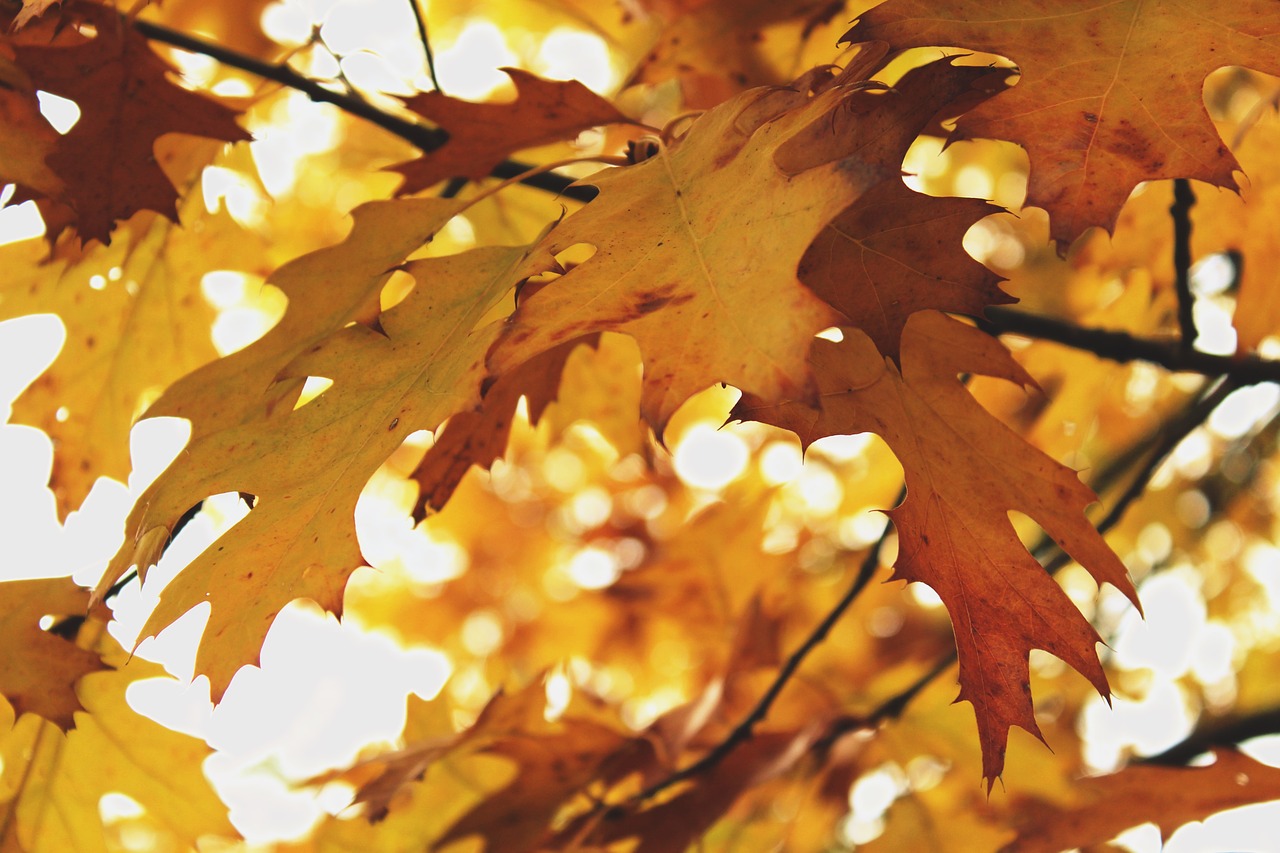 leaves tree autumn free photo