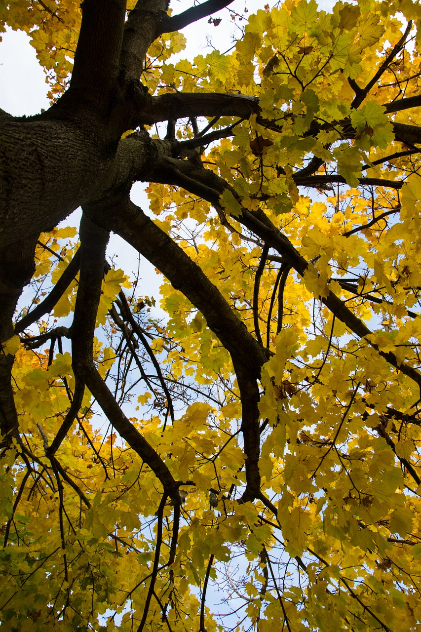 leaves autumn trees free photo