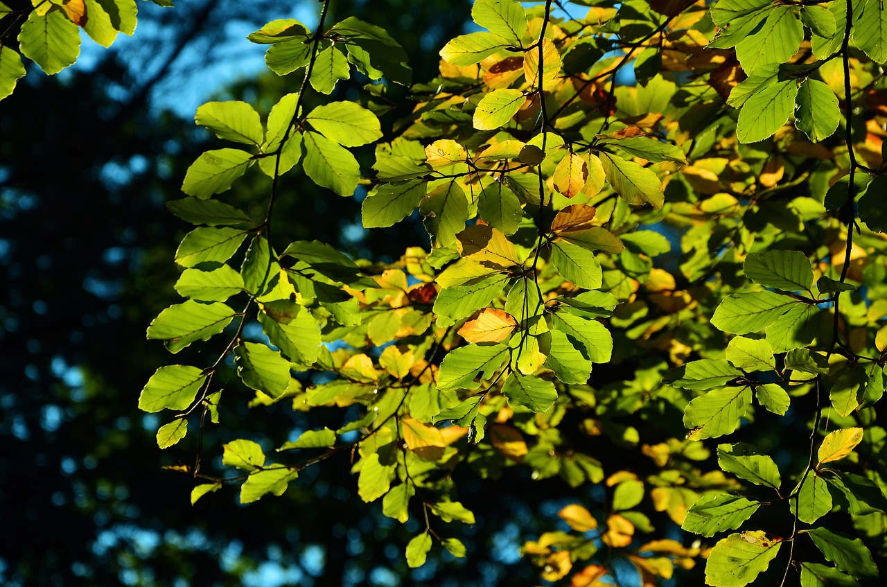 leaves tree autumn free photo