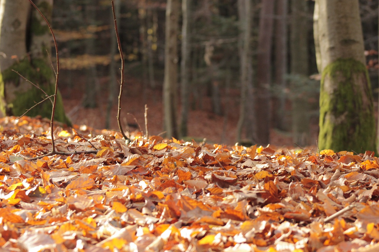 leaves forest autumn free photo